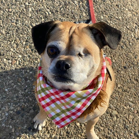 Meet your Posher, Sally and Sloane - Picture 1 of 2